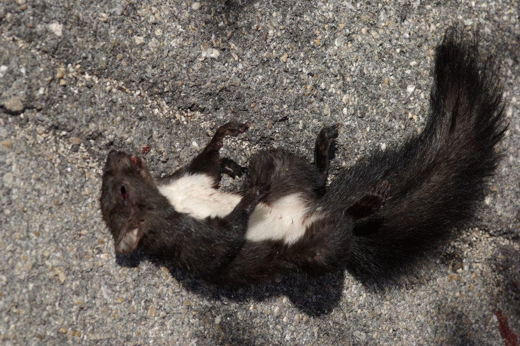 Sciurus vulgaris. Pollino